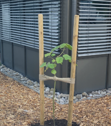 Klimabaum Riedel Kooling